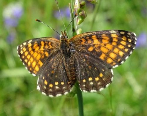 Melitaea diamina